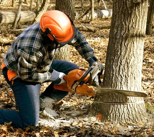 Tree Removal in Weaver, AL